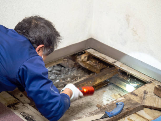 Best Attic Mold Remediation in Preston, ID