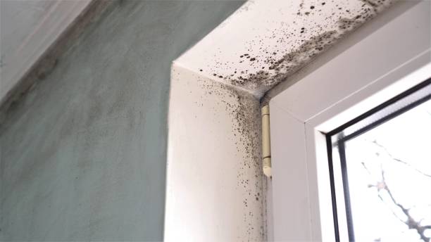 Best DIY Mold Remediation Support Services in Preston, ID