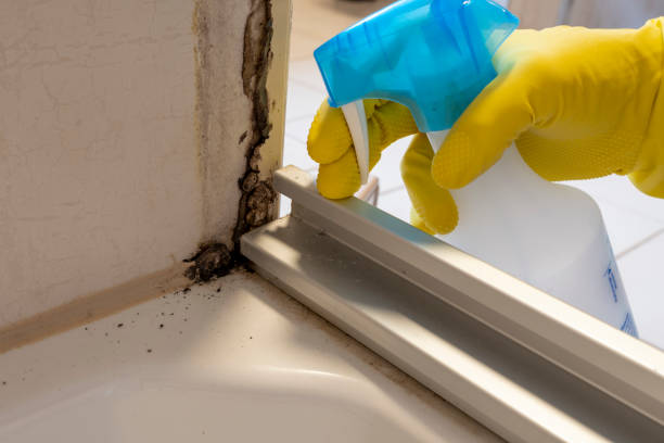 Reliable Preston, ID Mold Remediation Solutions